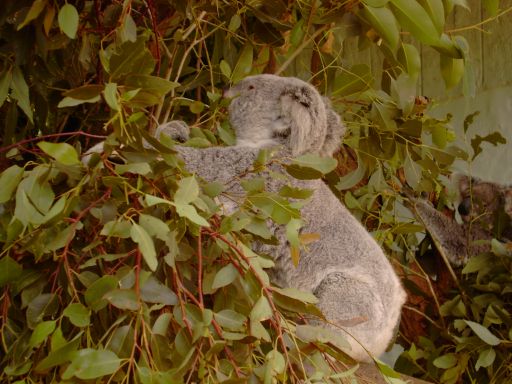 Taronga Zoo, Sydney, Australien