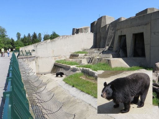 Sofia Zoo, Sofia, Bulgarien, Gehege mit schwarzem Bär