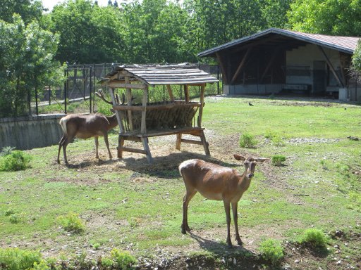 Sofia Zoo, Sofia, Bulgarien, Rehe