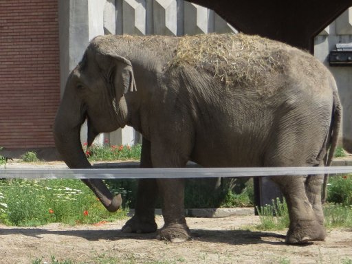 Sofia Zoo, Sofia, Bulgarien, indischer Elefant