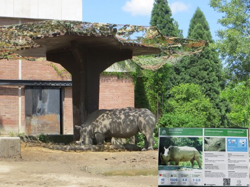 Sofia Zoo, Sofia, Bulgarien, Nashorn