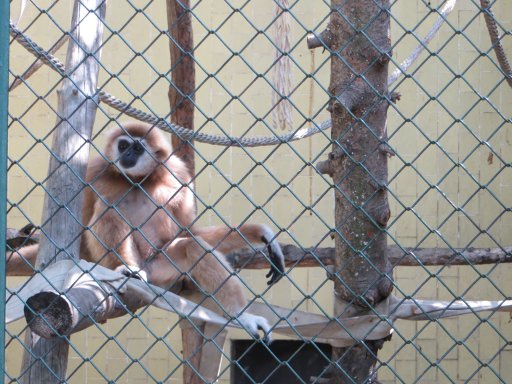 Sofia Zoo, Sofia, Bulgarien, Affe in einem großem Käfig