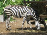 Sofia Zoo, Sofia, Bulgarien, Zebra