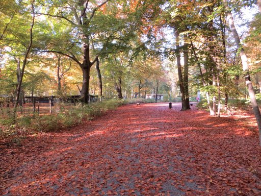 Berlin, Deutschland, Herbstwetter, Volkspark Jungfernheide, Waldweg mit Laub im Oktober 2013