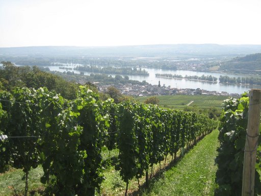 Asbach(R), Rüdesheim am Rhein, Deutschland, Weinberge