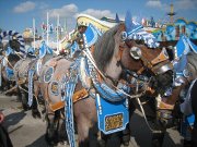 München, Deutschland, Oktoberfest 2011, Hofbrä Pferdegespann mit Bierwagen