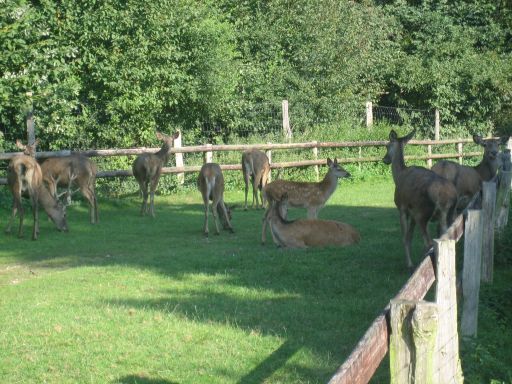 Weeze, Nordrhein–Westfalen, Deutschland, Tierpark mit Damhirschen