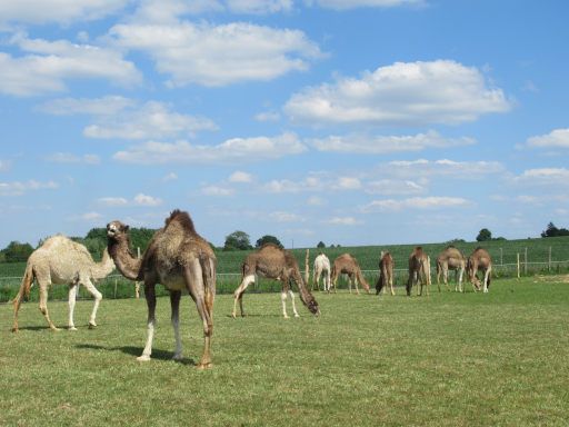 Maubeuge, Frankreich, Kamelfarm Camelerie