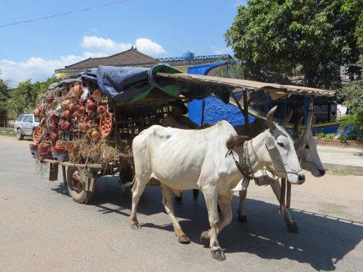 Kampot, Kambodscha, Rinderfuhrwerk