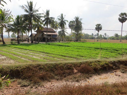 Kampot, Kambodscha, Captain Chim’s Grand Kampot Tour, Fahrt mit dem Tuk Tuk vorbei an Feldern