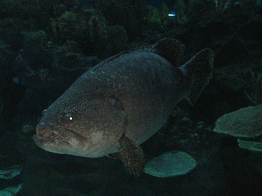 aquaria KLCC, Kuala Lumpur, Malaysia, großer Fisch