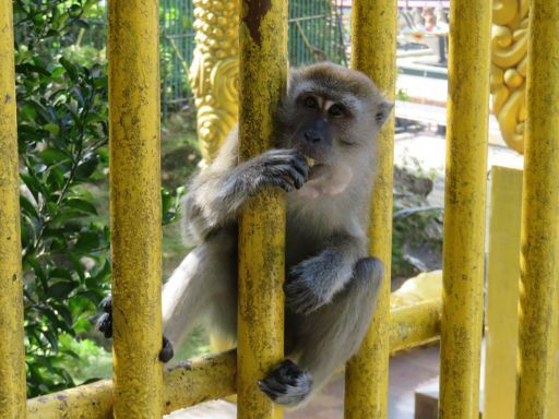 Batu Höhlen, Kuala Lumpur, Malaysia, Affe / Makake