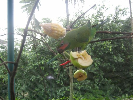 KL Bird Park, Kuala Lumpur, Malaysia, Papagei