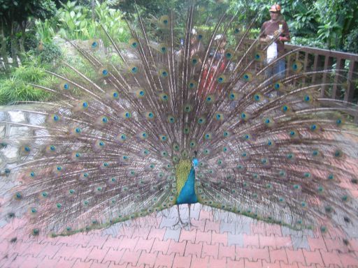 KL Bird Park, Kuala Lumpur, Malaysia, Pfau