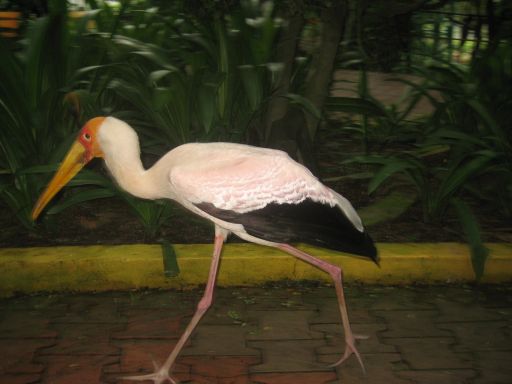 KL Bird Park, Kuala Lumpur, Malaysia, Storch