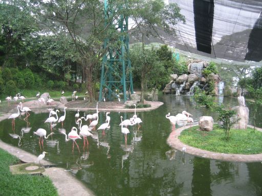 KL Bird Park, Kuala Lumpur, Malaysia, Flamingos