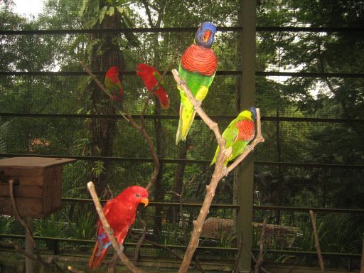KL Bird Park, Kuala Lumpur, Malaysia, World of Parrots
