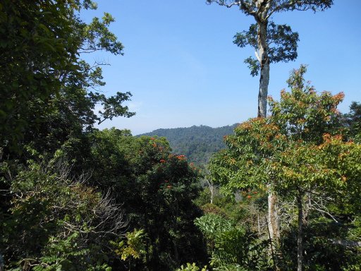 Bukit Bendera / Penang Hill, Air Itam, Penang, Malaysia, Blick vom Wanderweg in die Natur