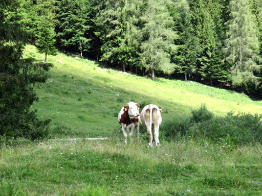 Faistenau, Österreich, Wanderung Lanznhütte, freilaufende Kühe