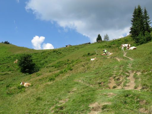 Faistenau, Österreich, Wanderung Lanznhütte, Kühe auf der Wiese kurz vor der Alm