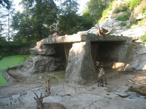 Zoo Salzburg, Salzburg, Österreich, Alpensteinbock