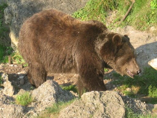 Zoo Salzburg, Salzburg, Österreich, Braunbär