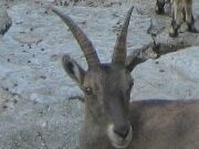 Zoo Salzburg, Salzburg, Österreich, Alpensteinbock