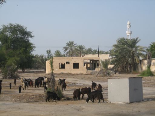 PKW Rundreise, Oman, Ziegen in einem kleinen Dorf