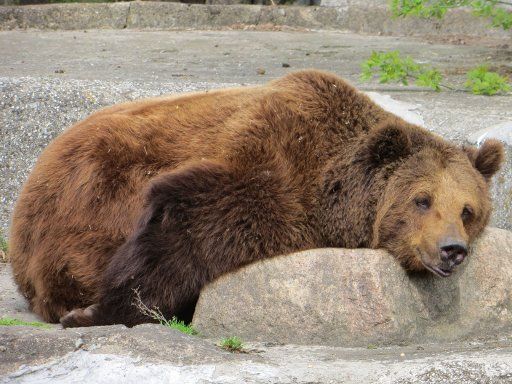 Warschau, Polen, Zoo mit Freigehege für Braunbären