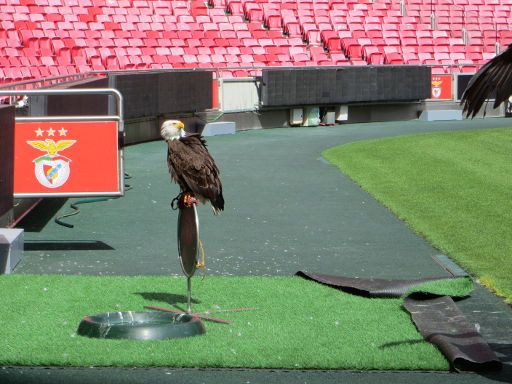 Estádio da Luz, Sport Lisboa e Benfica, Lissabon, Portugal, Seeadler