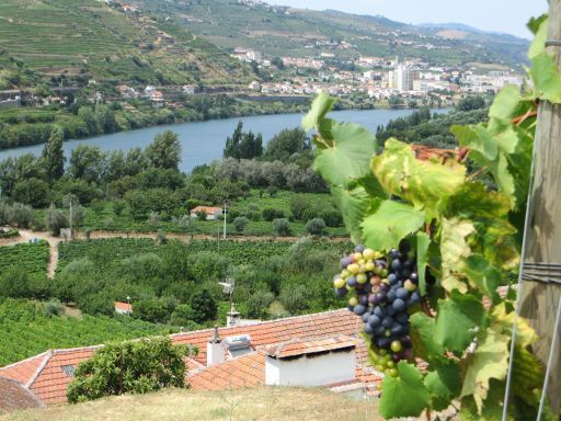 Mietwagentour Douro Peso da Régua – Pinhão, Porto, Portugal, Weinrebe