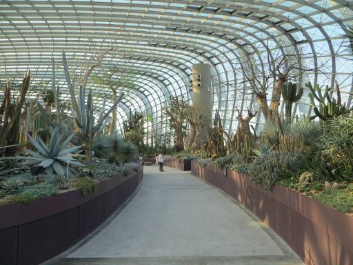 Gardens by the Bay, Flower Dome und Cloud Forest, Singapore, The Baobabs