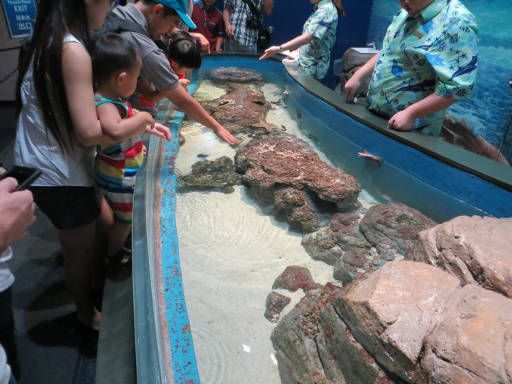 Resorts World™ S.E.A Aquarium™, Singapore, Streichelzoo