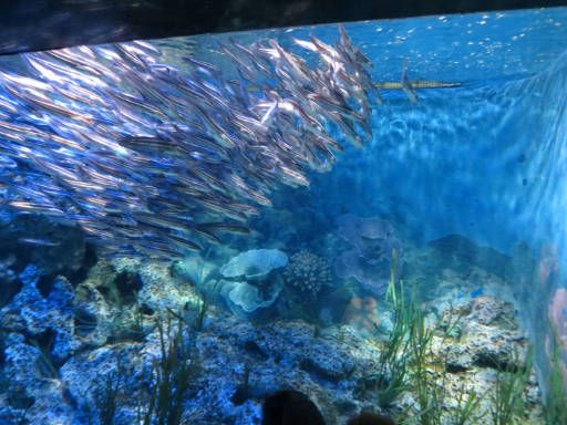 Resorts World™ S.E.A Aquarium™, Singapore, schooling fish / Schwarmfisch