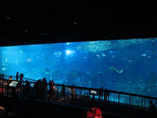 Resorts World™ S.E.A Aquarium™, Singapore, Ocean Aquarium