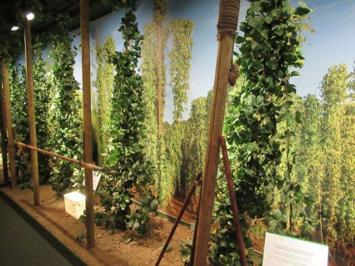 Museo Estrella Galicia, A Coru&ntilde;a, Spanien, Hopfen