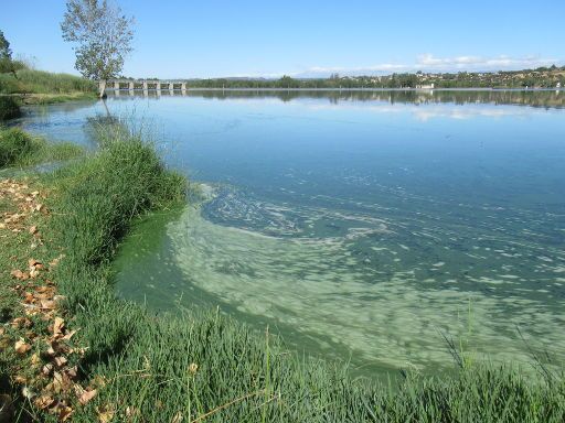 Stausee von Cazalegas, Cazalegas, Spanien, Algenblüte am 29.08.2020