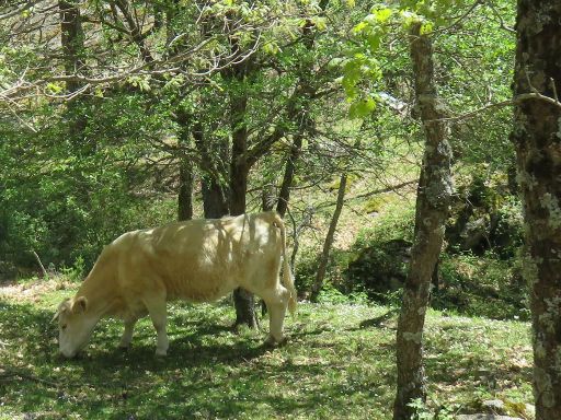 Centro Hípico Los Ciruelos, Cercedilla, Madrid, Spanien, Kuh im Waldgebiet