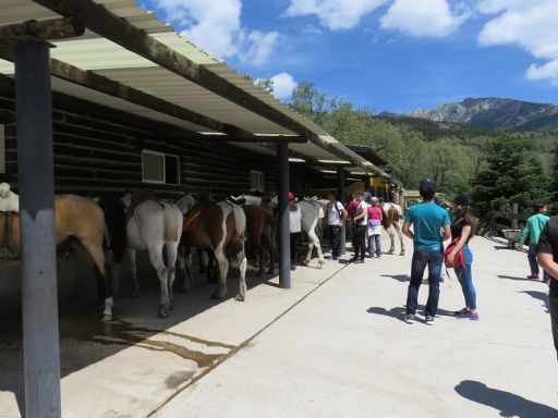 Centro Hípico Los Ciruelos, Cercedilla, Madrid, Spanien, Pferde im Unterstand am Ende der Tour