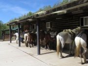 Centro Hípico Los Ciruelos, Cercedilla, Madrid, Spanien, Pferde im Unterstand am Ende der Tour