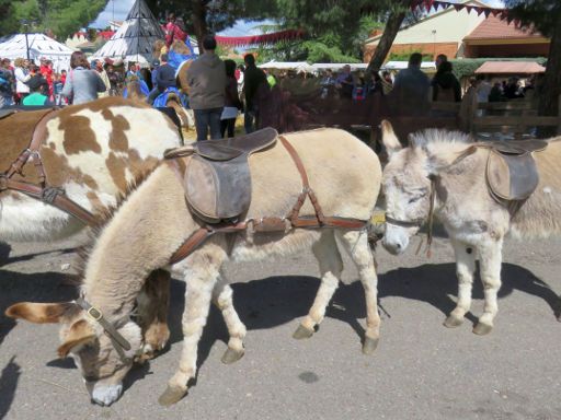 Feria Medieval Mittelalter Markt, El Álamo, Spanien, Esel Reiten für Kinder