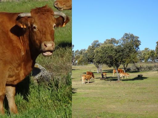 Extremadura, Spanien, Kühe und Rinder auf der Weide