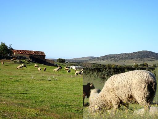 Extremadura, Spanien, Schafe auf der Wiese