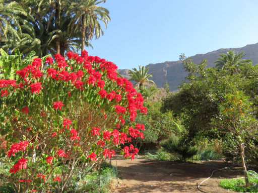 Camel Safari Park La Baranda, Fataga, Gran Canaria, Spanien, Garten mit diversen Pflanzen