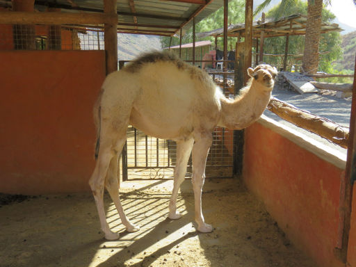Camel Safari Park La Baranda, Fataga, Gran Canaria, Spanien, junges Kamel