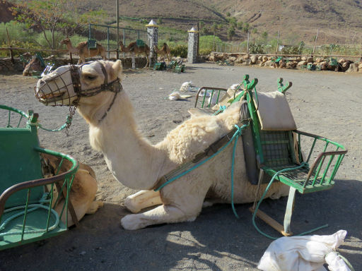 Camel Safari Park La Baranda, Fataga, Gran Canaria, Spanien, Kamel mit zwei Sitzplätzen