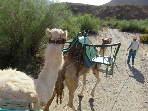 Camel Safari Park La Baranda, Fataga, Gran Canaria, Spanien, Kamelritt durch das Tal