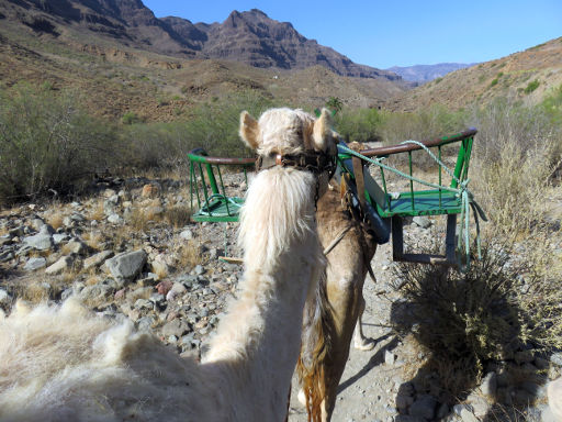 Camel Safari Park La Baranda, Fataga, Gran Canaria, Spanien, Ausblick auf die Landschaft vom Kamel