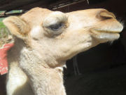 Camel Safari Park La Baranda, Fataga, Gran Canaria, Spanien, junges Kamel