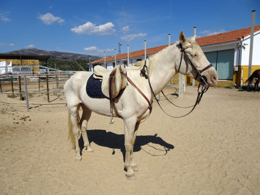 Hípica Guadalix, Pferd Ausritt, Guadalix de la Sierra, Spanien, 7 Jahre altes Pferd